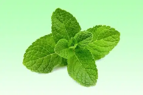 Menthe
